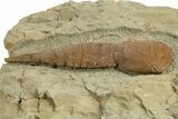 Soft-Bodied Fossil Aglaspid (Tremaglaspis) - Fezouata Formation #344455-3